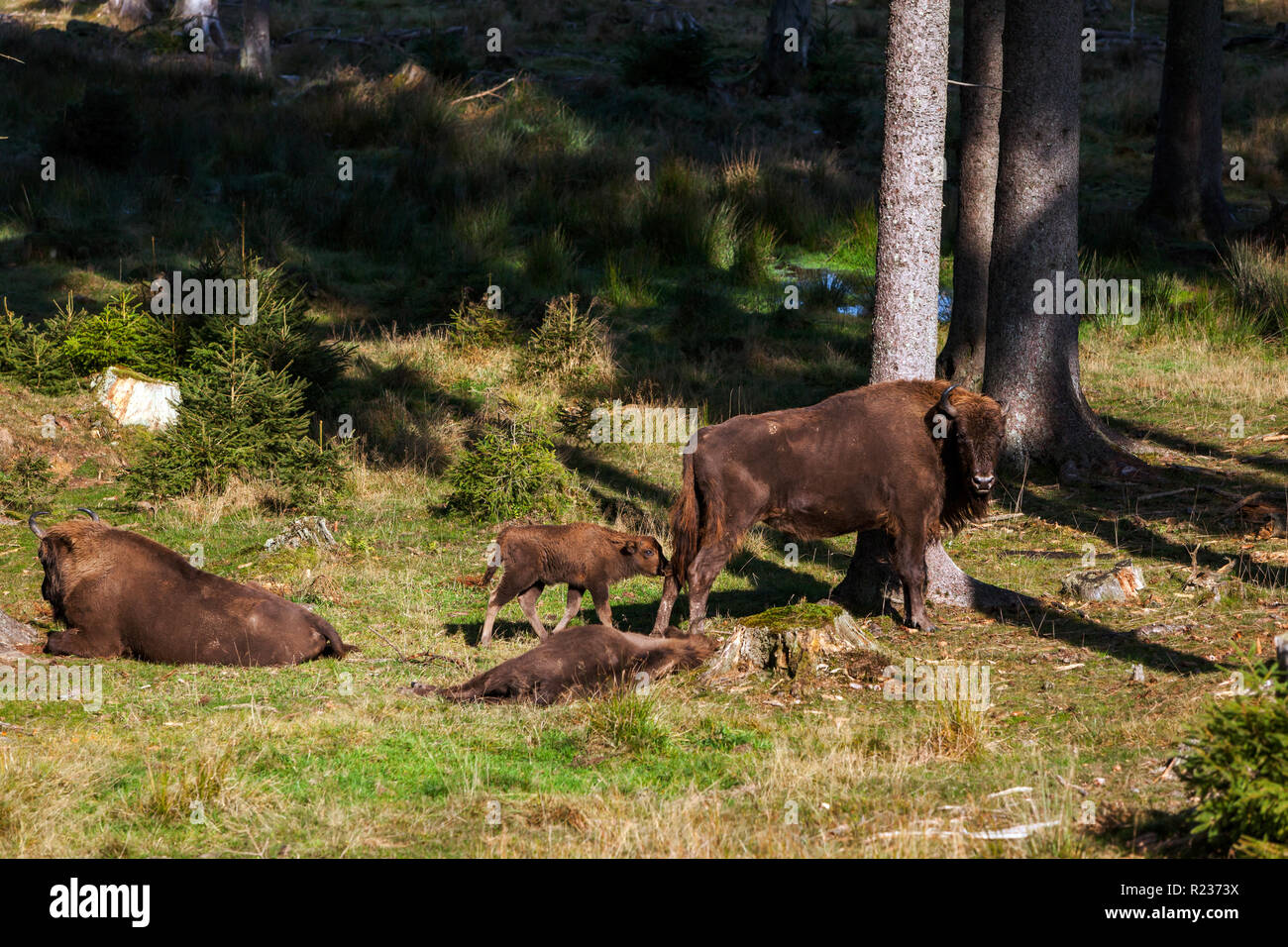 Bison amenazados de extinción en las cercanías de Windeshausen cerca de Bad Berleburg en el Sauerland, donde la única manada libre de itinerancia en Alemania Vom Aussterben bedrohte Wisente in der Umgebung von Windeshausen bei Bad Berleburg im Sauerland, wo die einzige freilebende Herde in Deutschland durch die Wälder zieht. Foto de stock