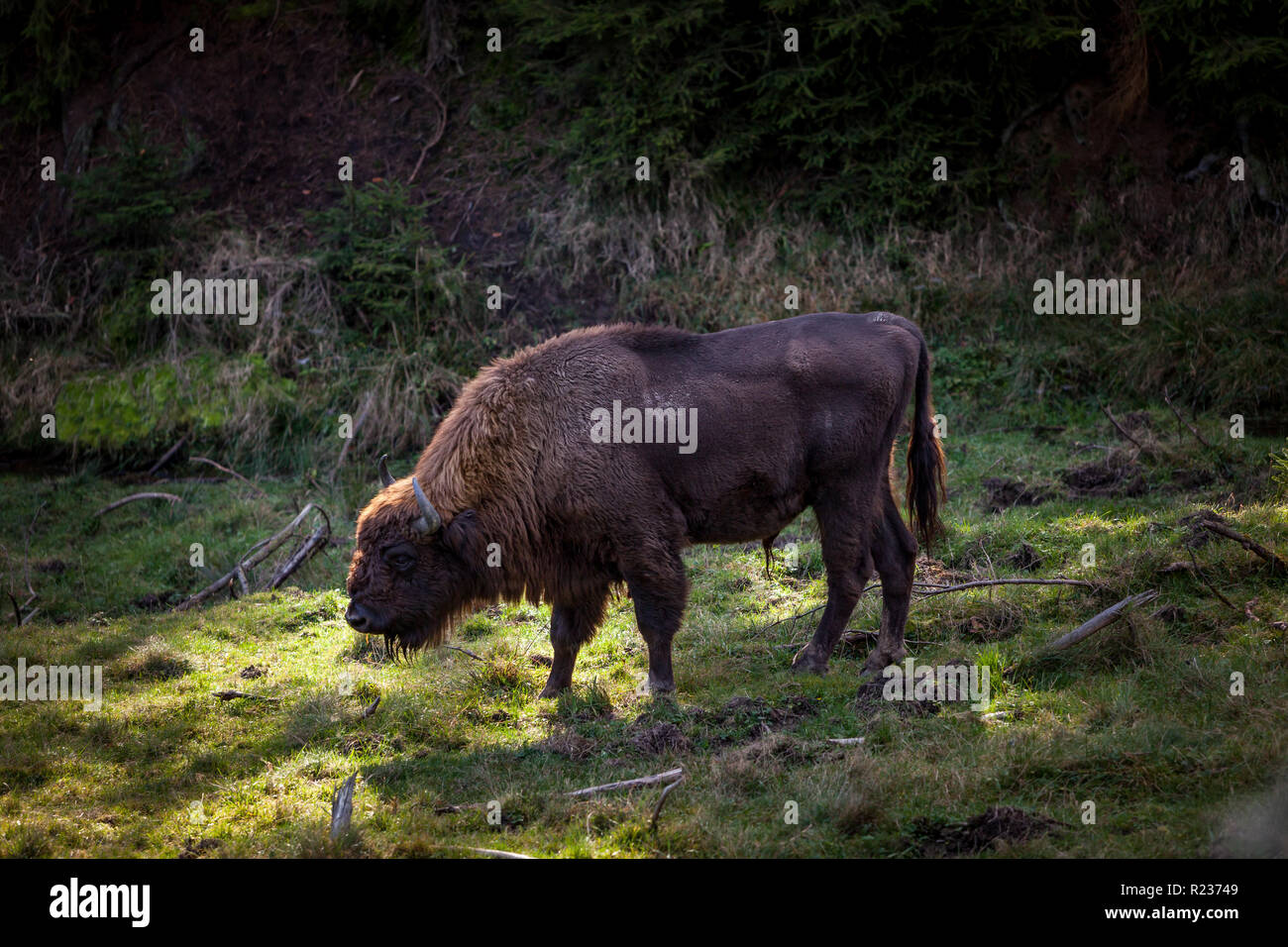 Bison amenazados de extinción en las cercanías de Windeshausen cerca de Bad Berleburg en el Sauerland, donde la única manada libre de itinerancia en Alemania Vom Aussterben bedrohte Wisente in der Umgebung von Windeshausen bei Bad Berleburg im Sauerland, wo die einzige freilebende Herde in Deutschland durch die Wälder zieht. Foto de stock