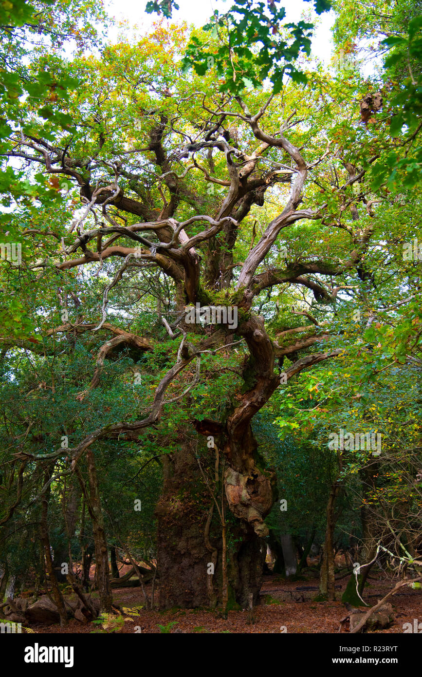 La antigua Gritnam Oak Tree con una circunferencia de 8 metros a principios de otoño - Parque Nacional de New Forest, Hampshire, Inglaterra, Reino Unido. Foto de stock