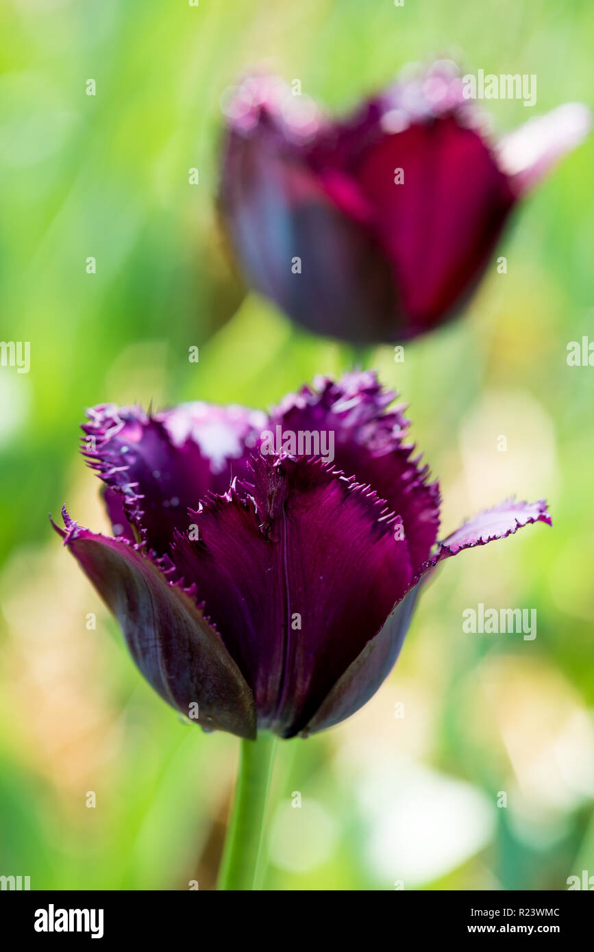 Tulipán negro en el prado fotografías e imágenes de alta resolución - Alamy