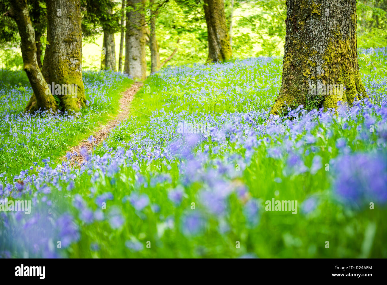 Bluebell woods en el Derwent agua, Lake District National Park, Sitio del Patrimonio Mundial de la UNESCO, Cumbria, Inglaterra, Reino Unido, Europa Foto de stock