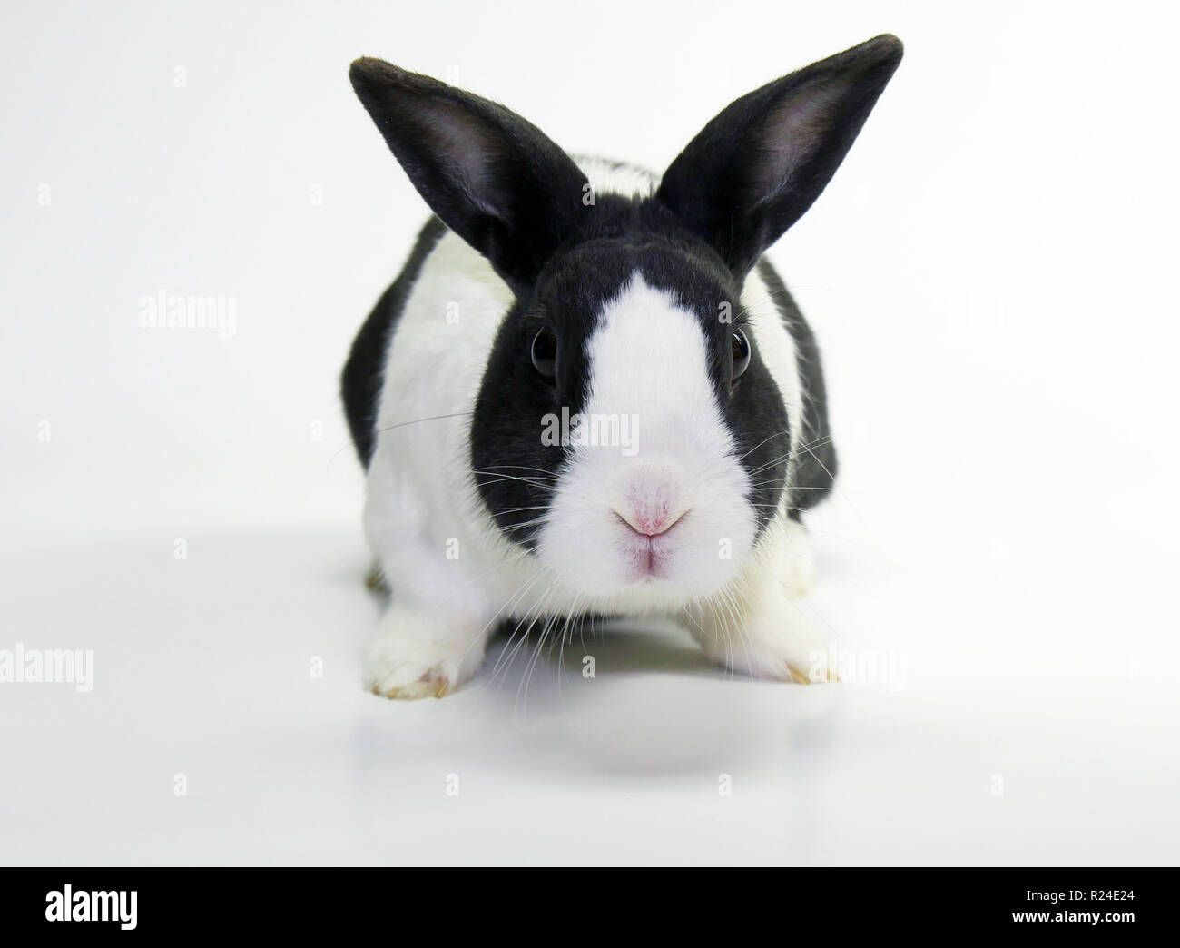 Fotografías de estudio de un conejo holandés Fotografía de stock - Alamy