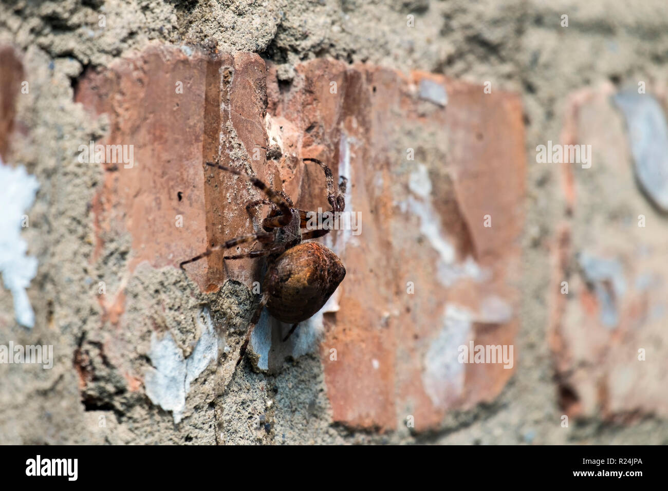 Araña de Jardín Europeo sentado en un muro de ladrillo (Araneus diadematus) Foto de stock