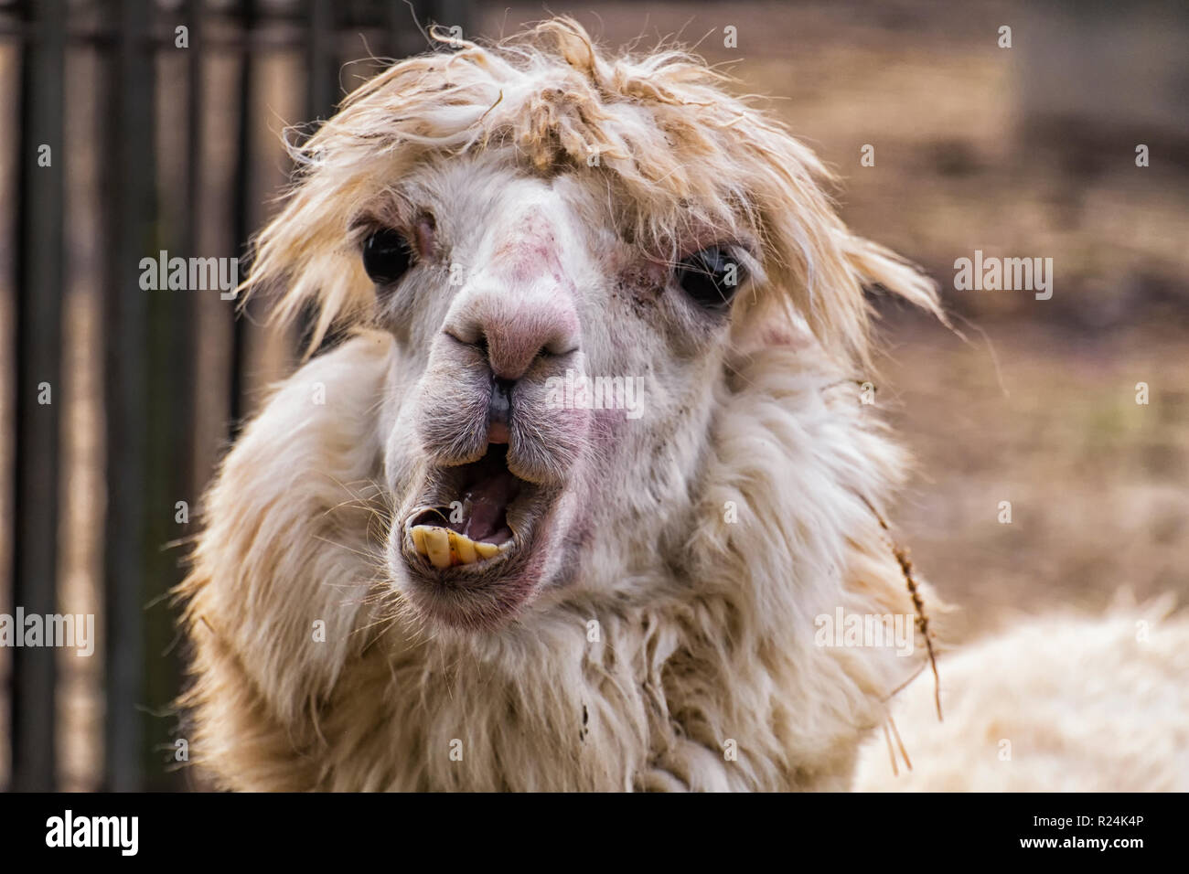 Terriblemente feo alpaca con ojos saltones y crooked dientes amarillos (Vicugna pacos) Foto de stock