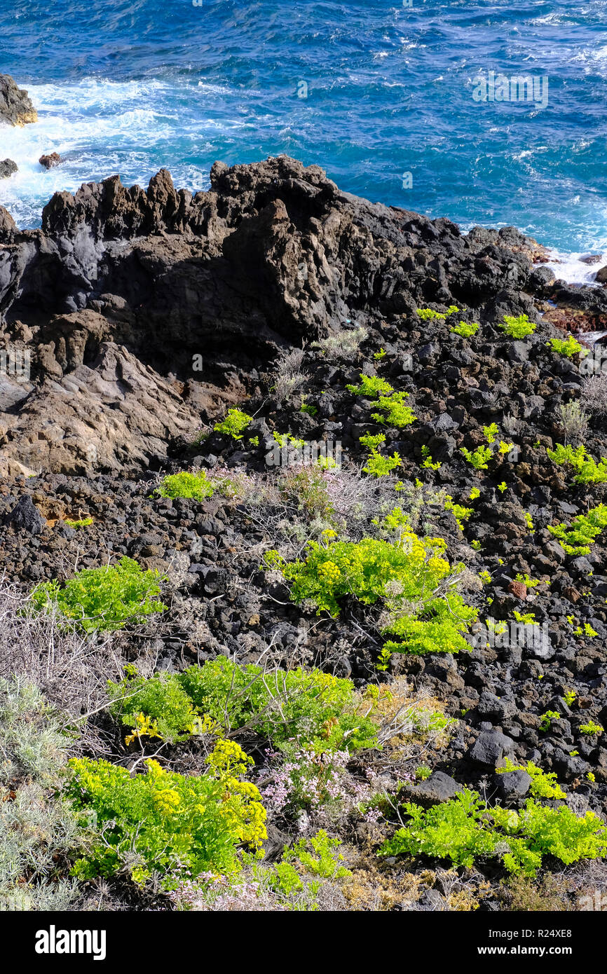 Las plantas que crecen en lava volcánica, Los Cancajos, La Palma, Islas Canarias Foto de stock