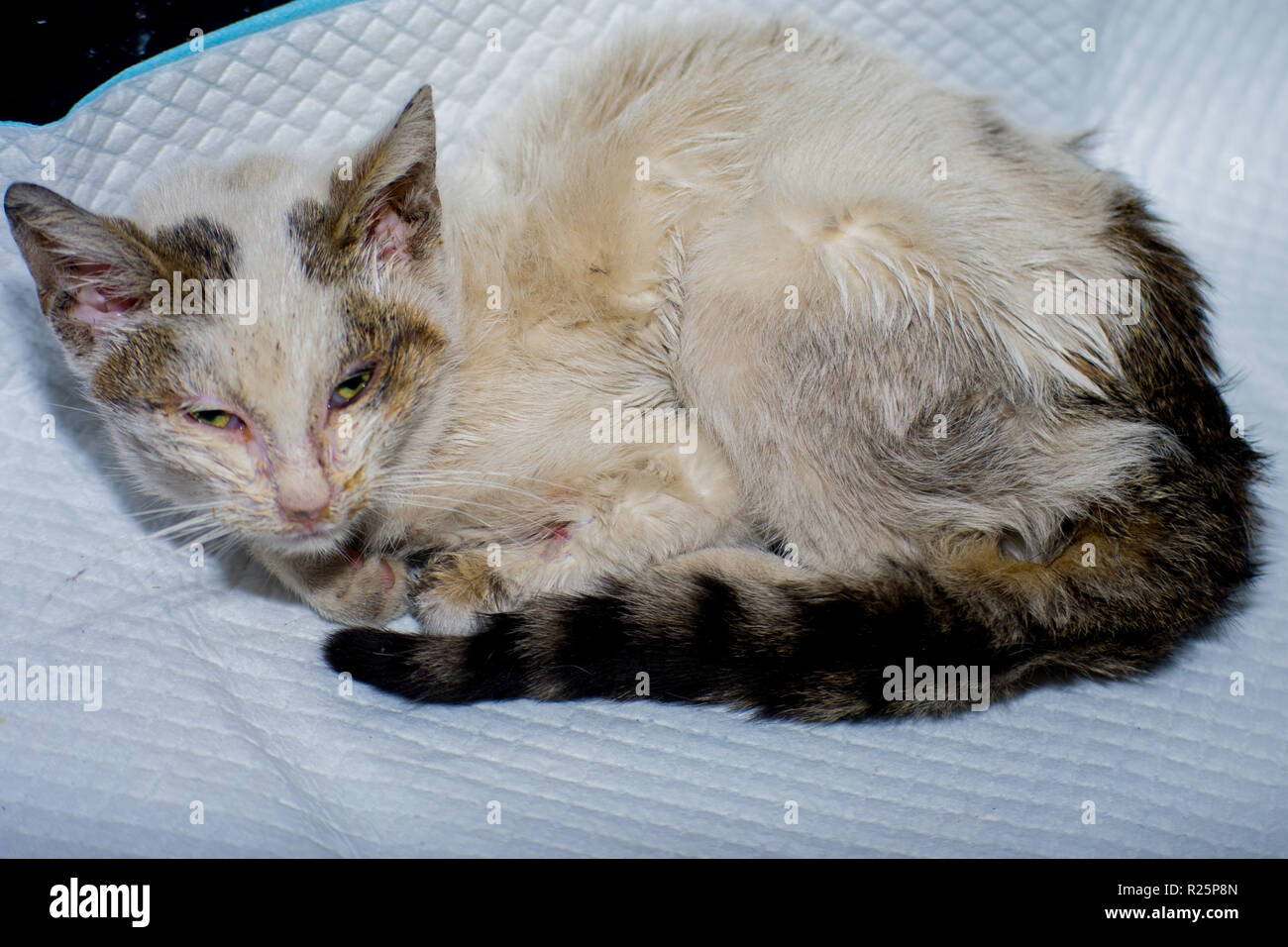 Leucemia felina fotografías e imágenes de alta resolución Alamy Leucemia felina fotografías e imágenes de alta resolución Alamy