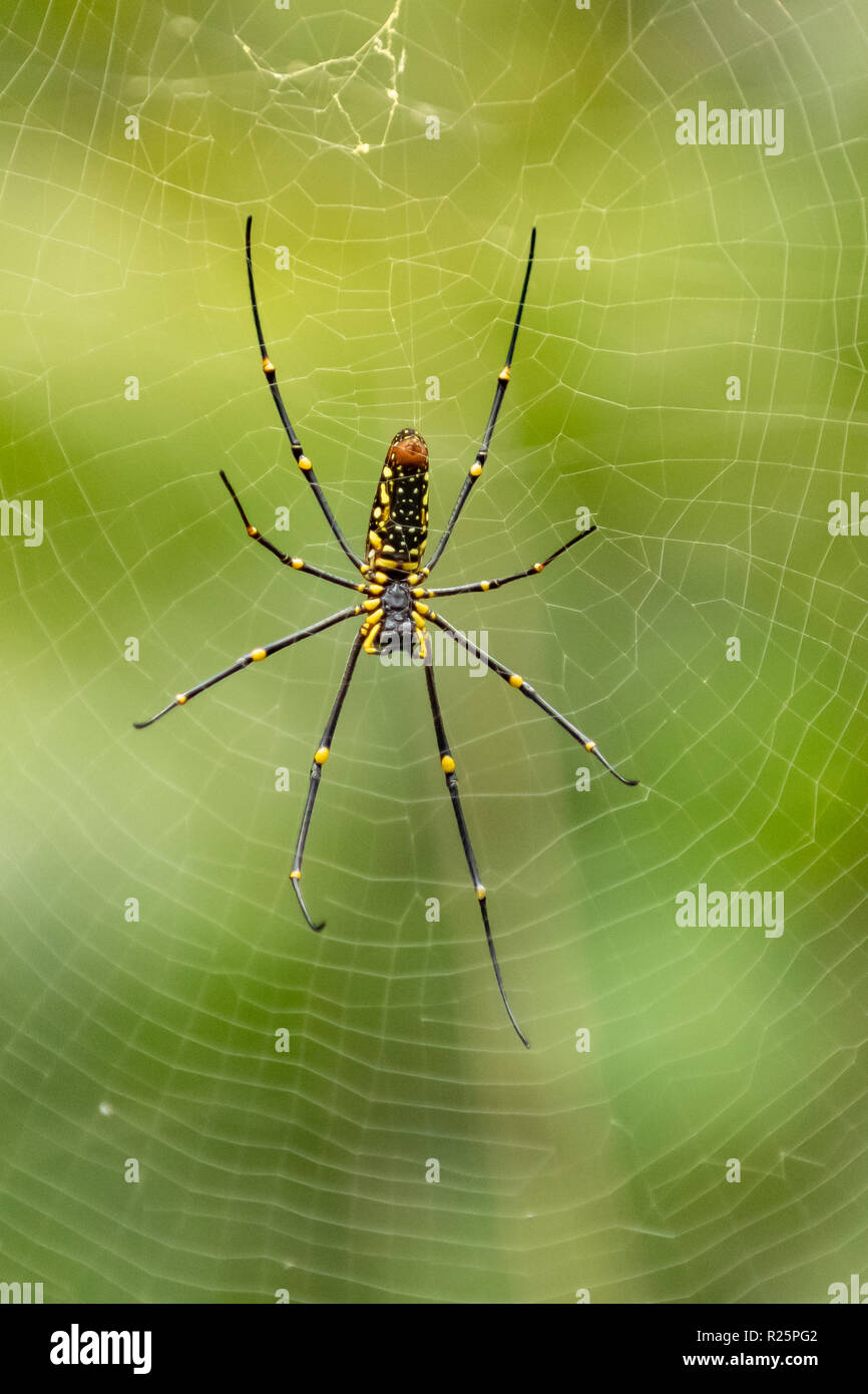 Araña tejedora de seda dorada fotografías e imágenes de alta resolución -  Alamy