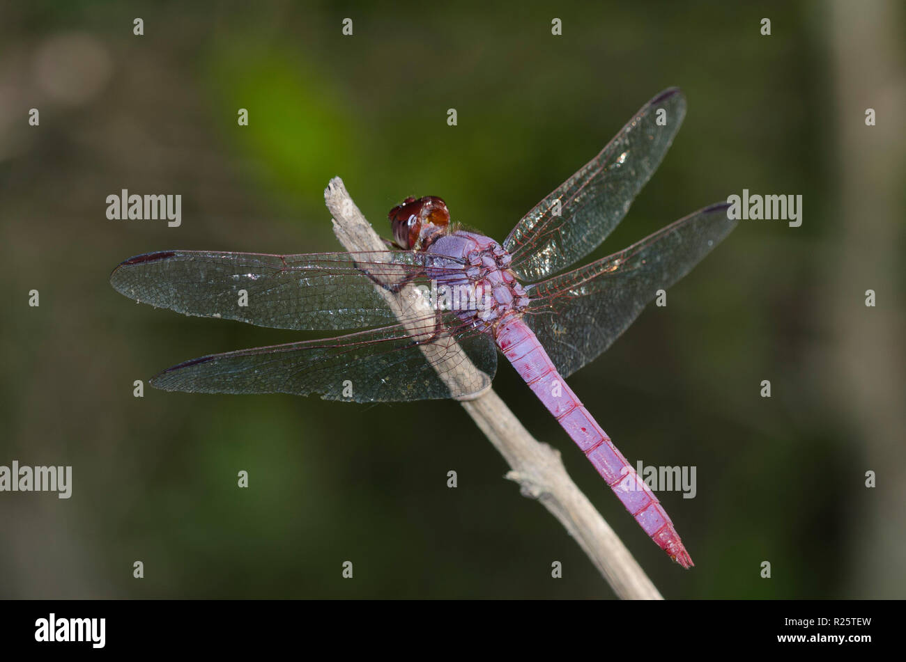 Skimmer rosadas, Orthemis ferruginea Foto de stock