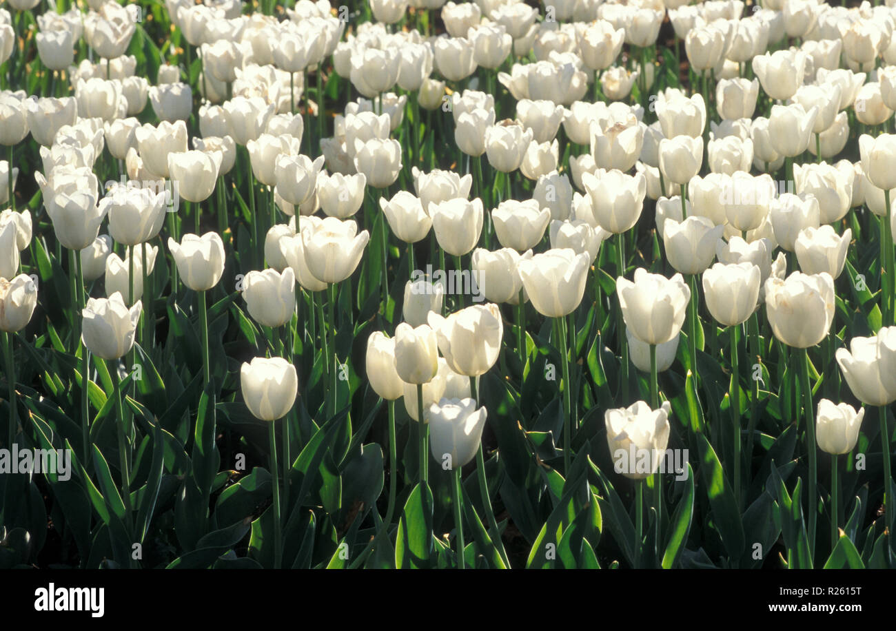 Jardín de tulipanes blancos, Floriade, territorio de la Capital Australiana, Canberra, Australia Foto de stock