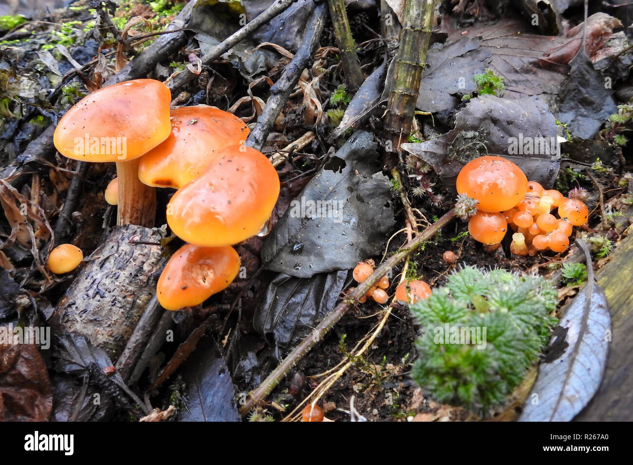 Acristalado, setas de color naranja en el piso del bosque. Foto de stock