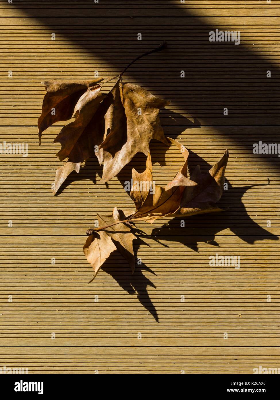 Brown ex hojas de otoño sobre el suelo marrón Foto de stock
