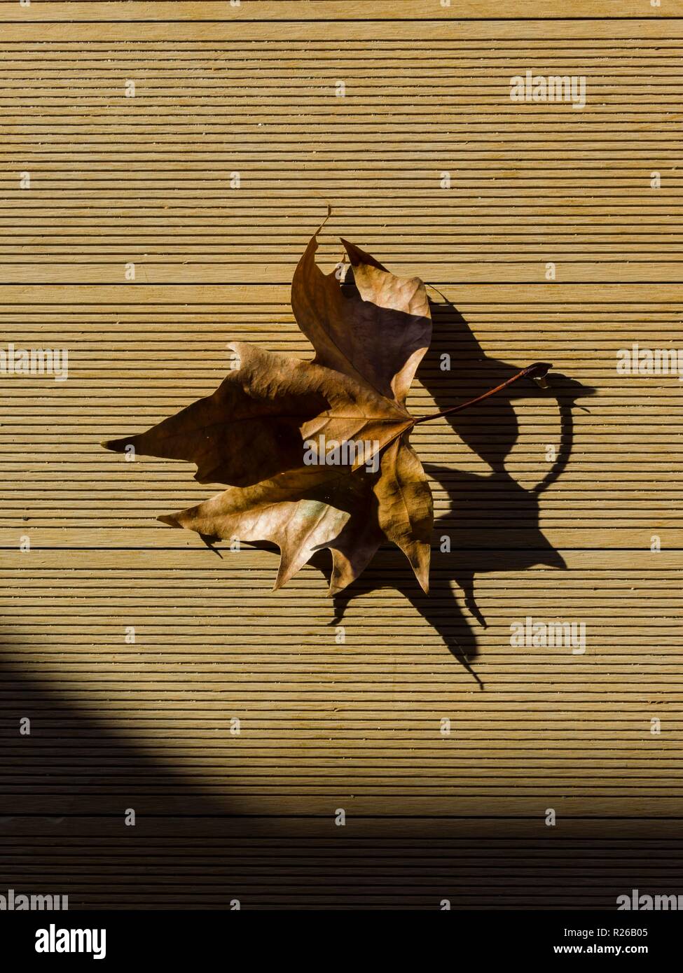 Brown ex Hoja de Otoño en suelo marrón Foto de stock