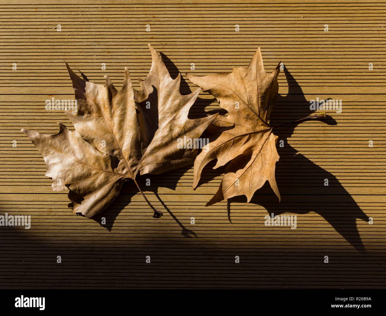 Brown ex hojas de otoño sobre el suelo marrón Foto de stock