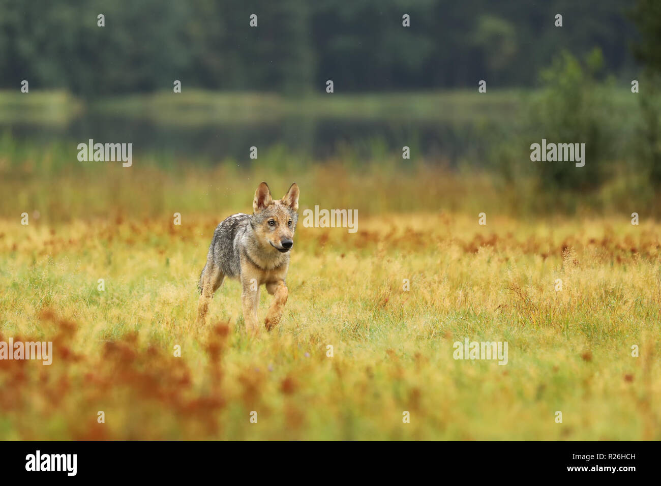 Ejecutando cub de lobo euroasiático en coloridos prado - Canis lupus Foto de stock