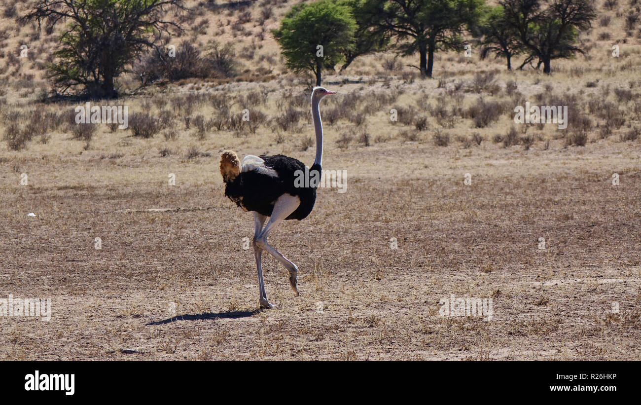 Avestruz camina en la sabana seca de Namibia. Foto de stock