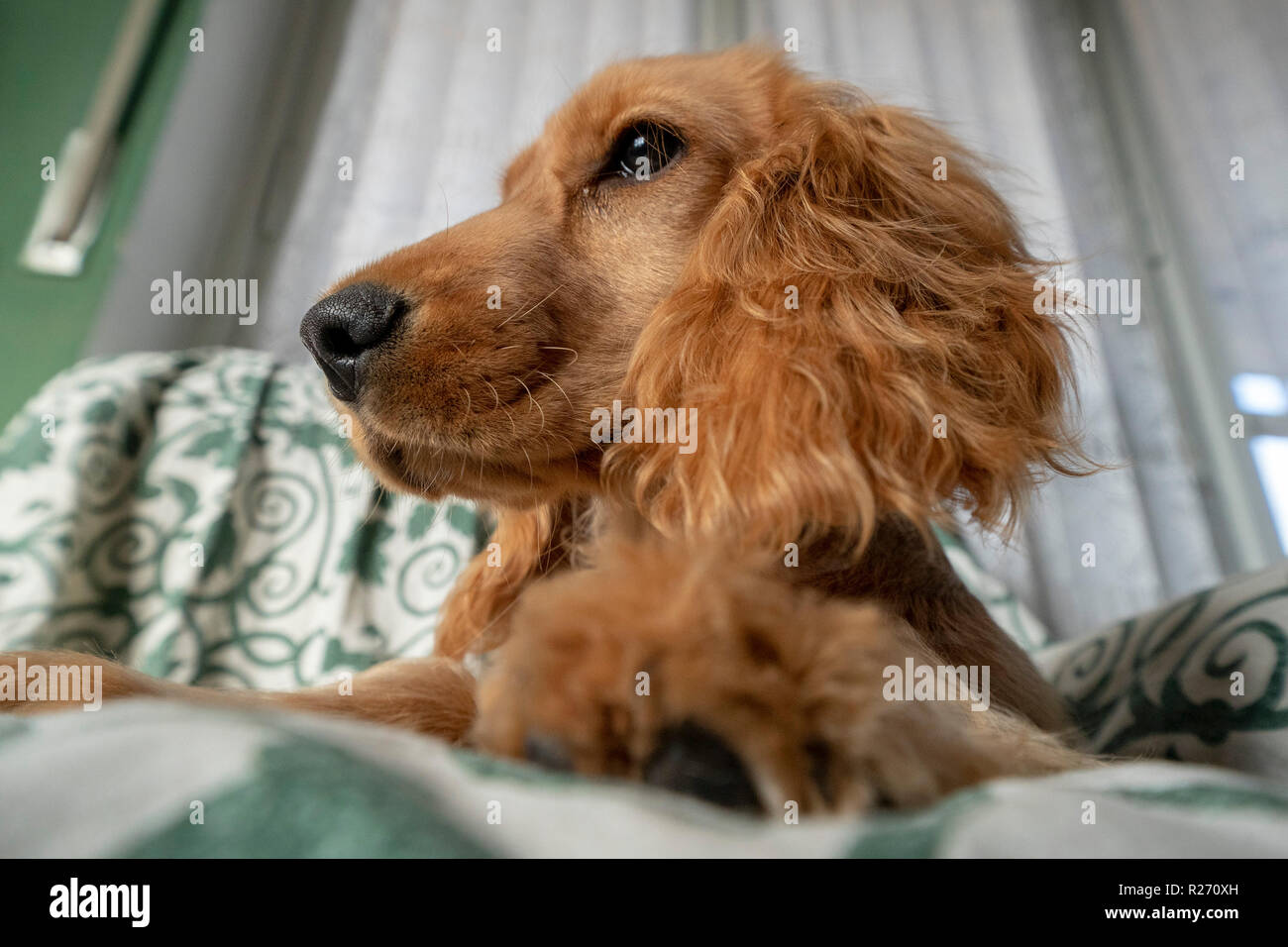 Bebé adorable cachorro Cocker Spaniel retrato mira Fotografía de stock -  Alamy