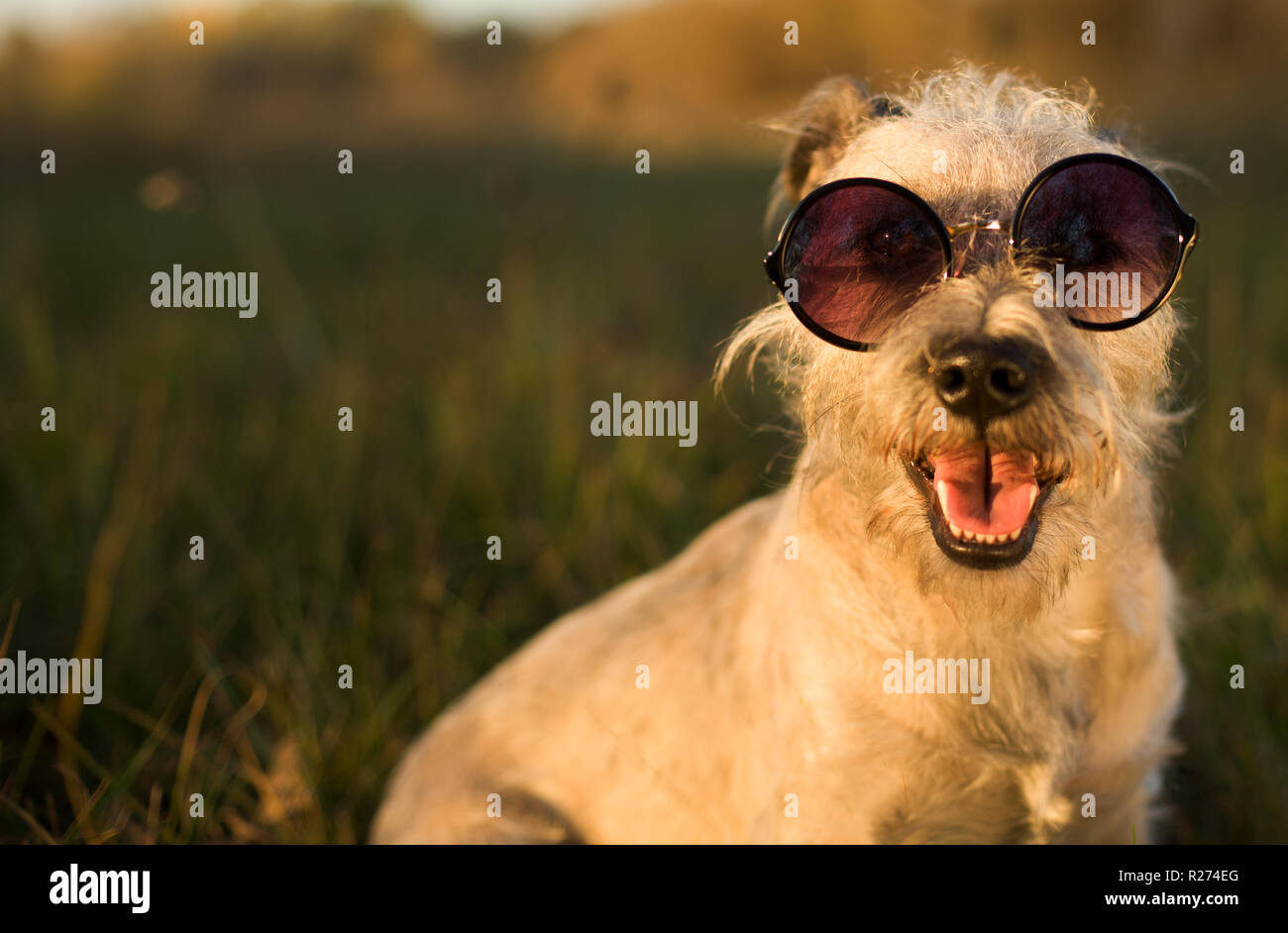 Perro llevaba gafas fotografías e imágenes de alta resolución - Alamy