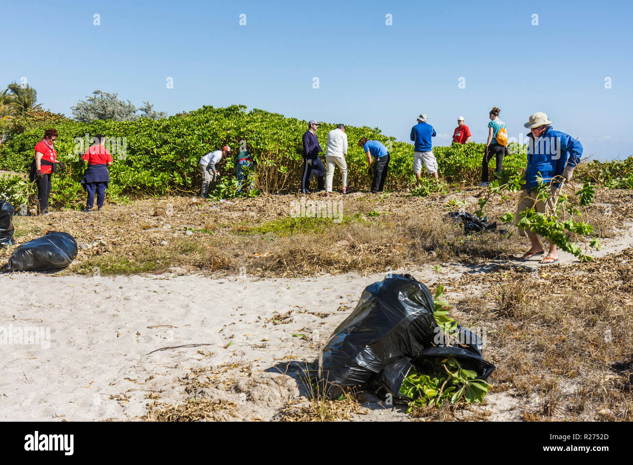 Miami Beach Florida,Surfrider Foundation,exótica,especies invasoras,eliminación de plantas,costera,dunas de arena,voluntarios voluntarios trabajando como voluntarios Foto de stock