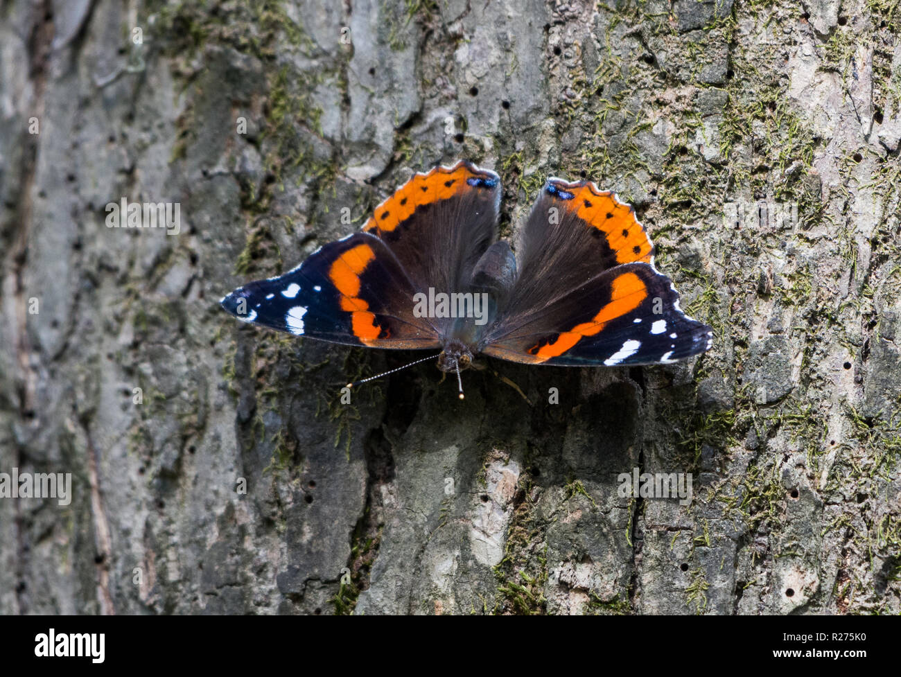 Un almirante rojo butterfly (Vanessa Atalanta) sobre el tronco de un árbol. Houston, Texas, EE.UU. Foto de stock