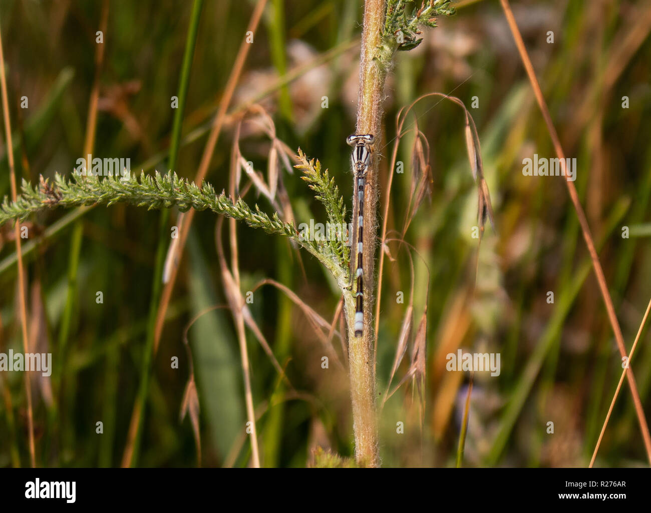 Esta es una foto de una libélula que descansa su cuerpo en un tallo de una planta hojeados verde Foto de stock