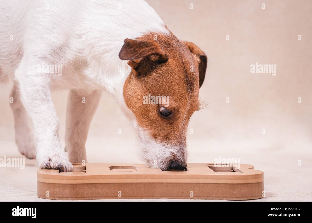 Perro jugando sniffing rompecabezas para la formación intelectual y nosework Foto de stock