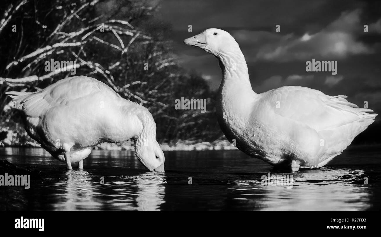 Embden gansos en agua fría o hielo. En blanco y negro de ángulo bajo escena de invierno de las aves en la naturaleza. Foto de stock