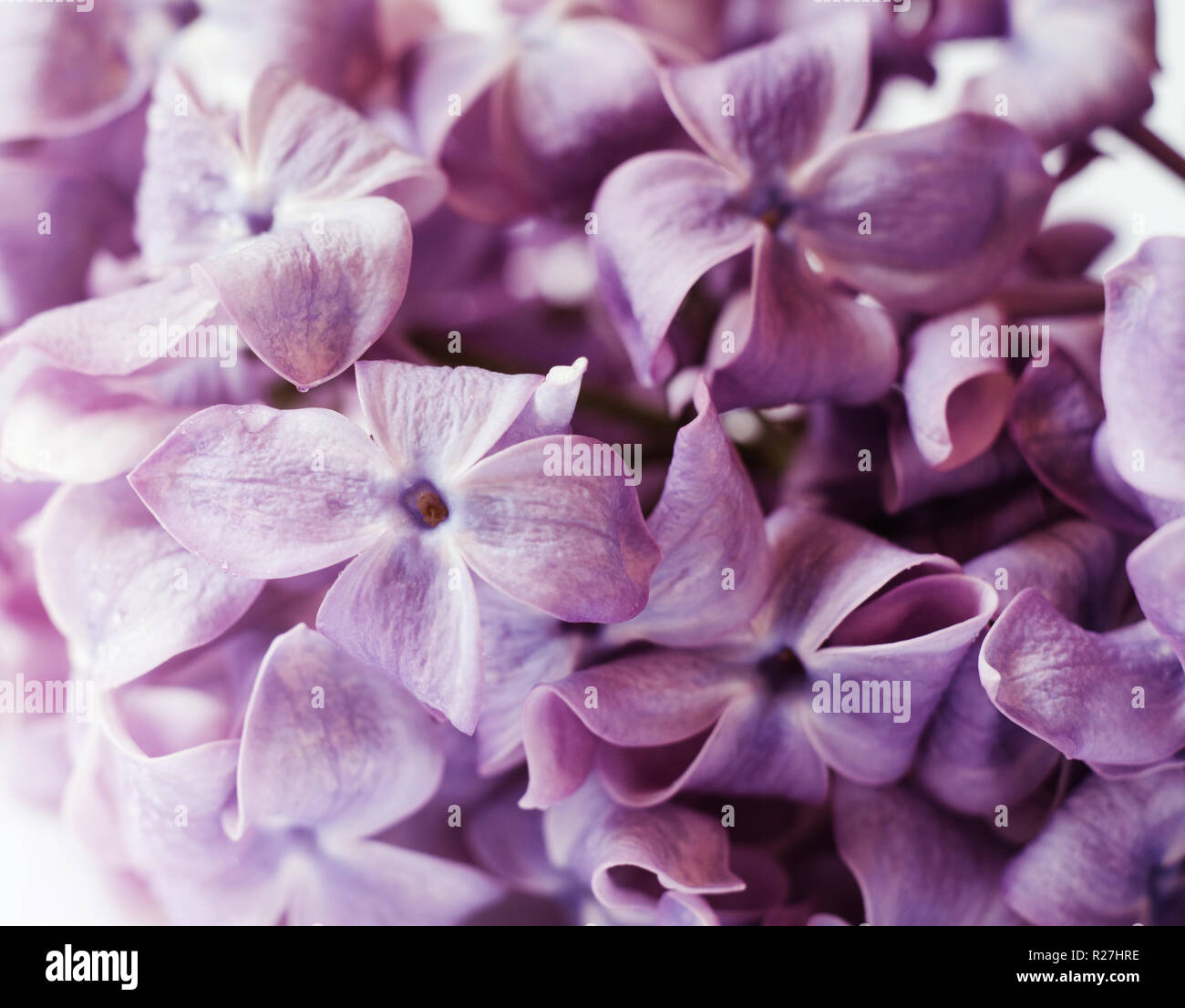Foto de cerca de hermosas flores de color lila. Violeta, las flores de la  primavera. Temporada floral de fondo Fotografía de stock - Alamy