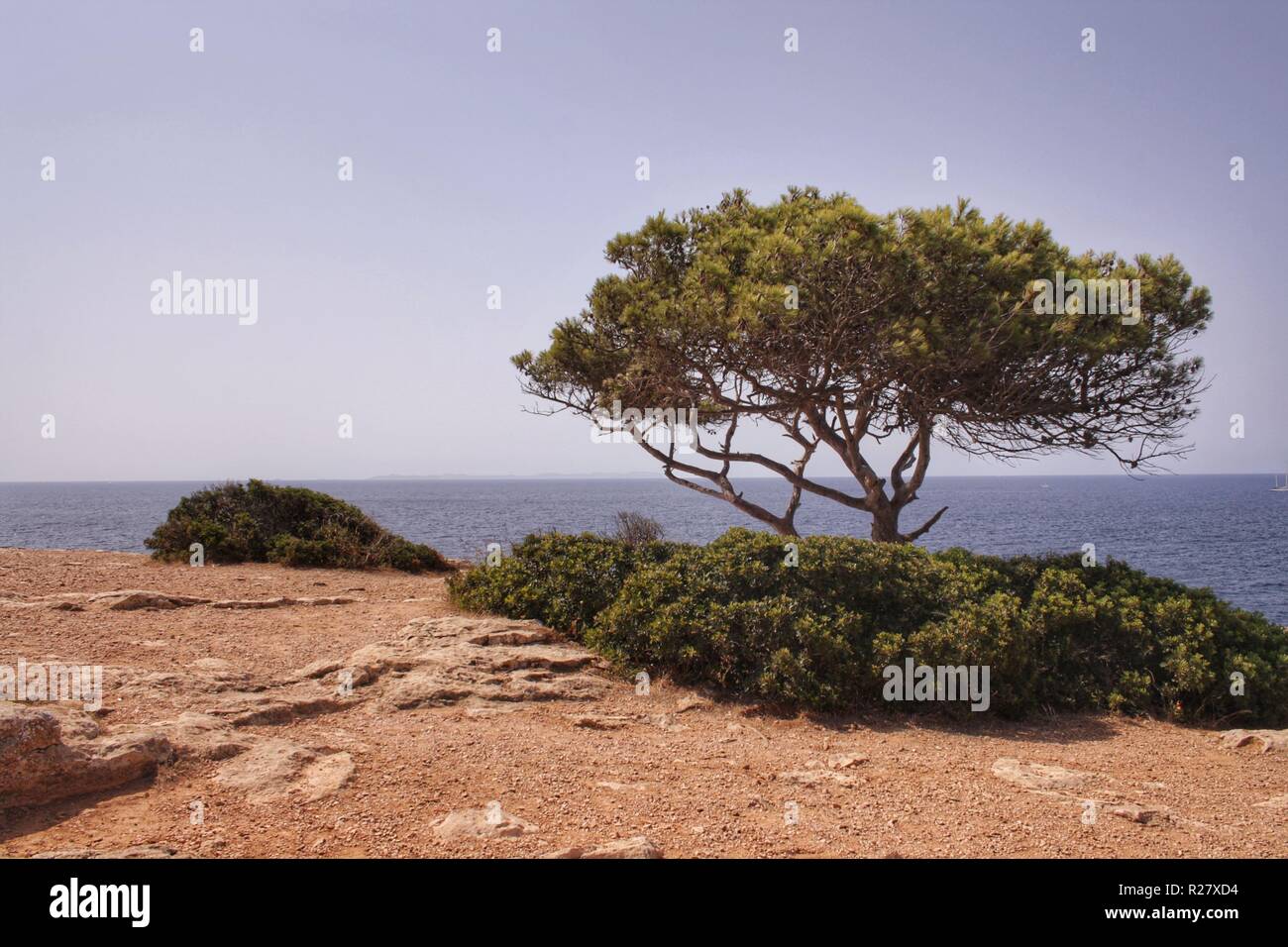Der berühmte Aussichtspunkt en Cala Pi mit der alten Pinie direkt an der Steilküste. Foto de stock