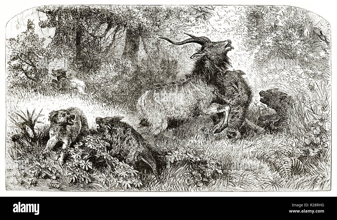 Ilustración antigua de Nyala devorado por las hienas. Por autor no identificado, publ. en le Tour du Monde, París, 1863 Foto de stock