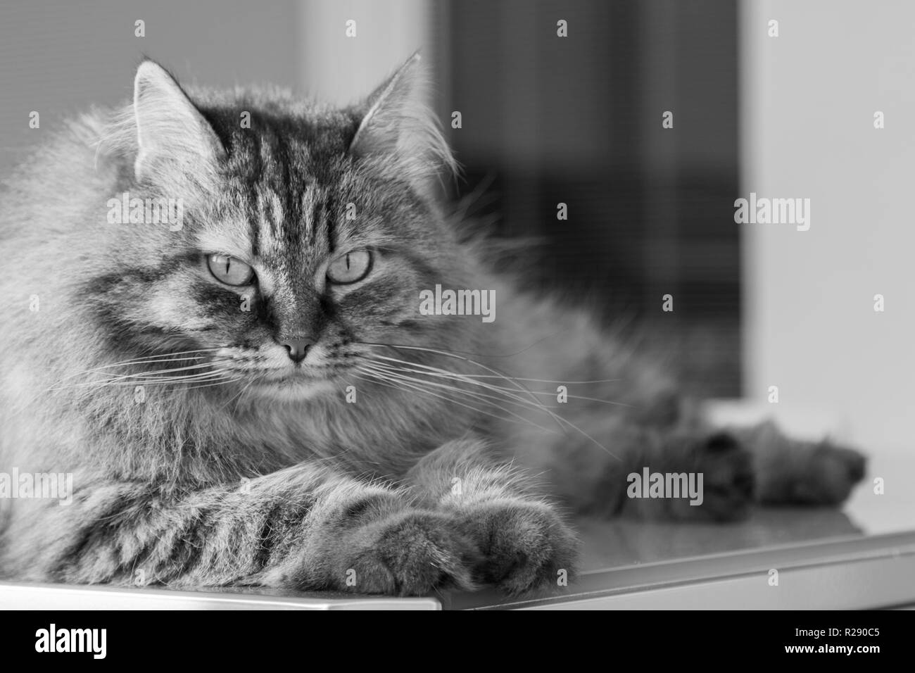 Caballa marrón gato de raza siberiano acostado en una mesa Foto de stock