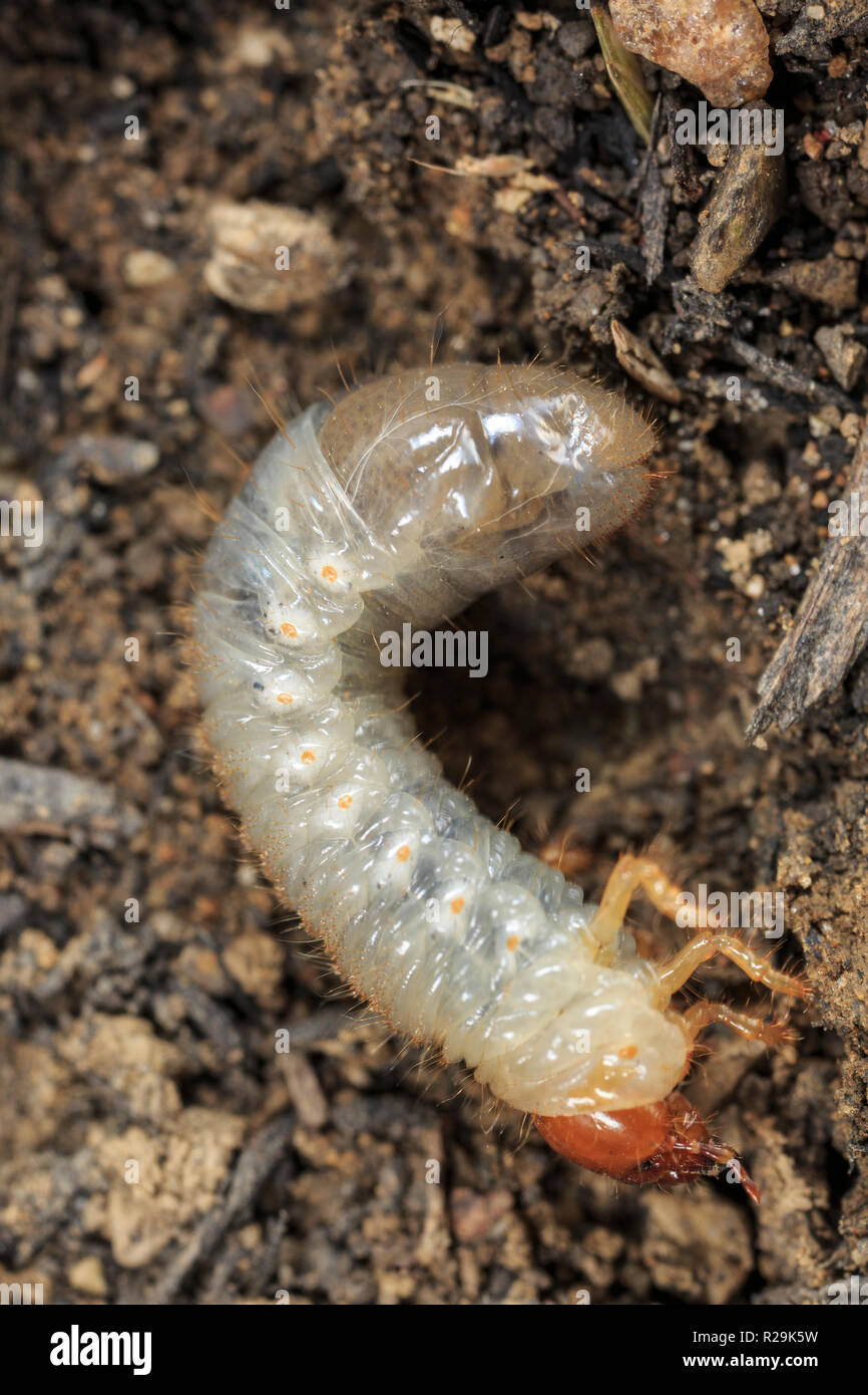 Las larvas del escarabajo japonés (Popillia japonica) en el suelo Foto de stock