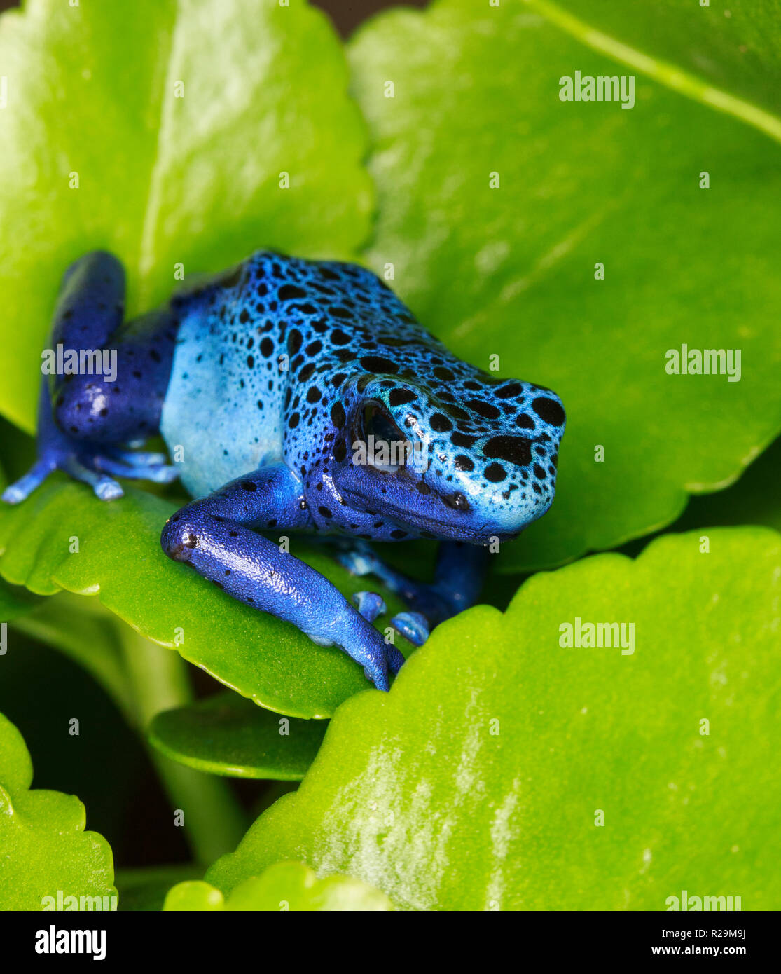 Blue Poison Dart Frog (Dendrobates tinctorius) Foto de stock