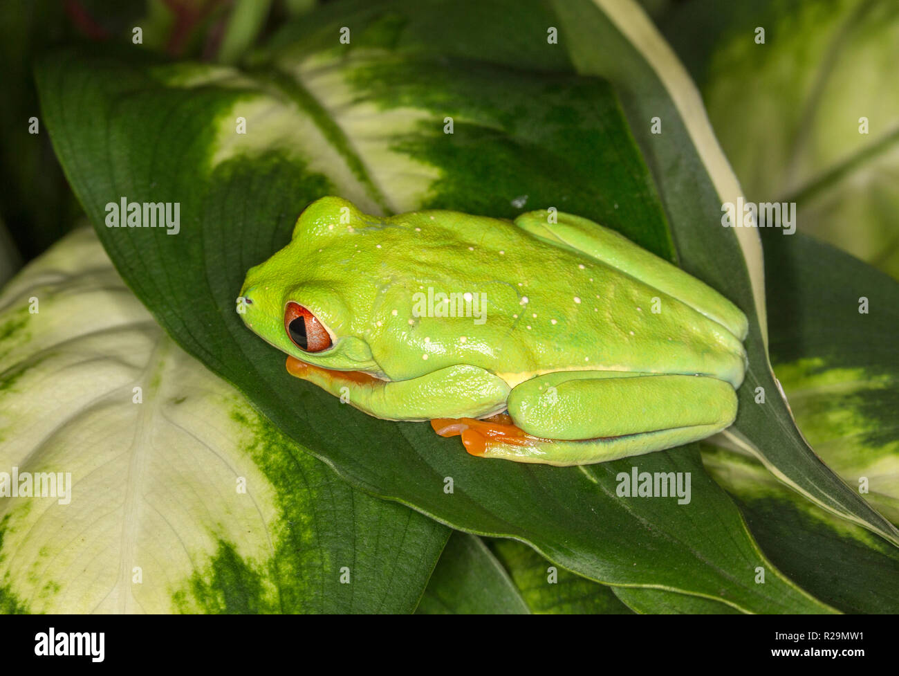 La rana arborícola de ojos rojos (Agalychnis callidryas) Foto de stock