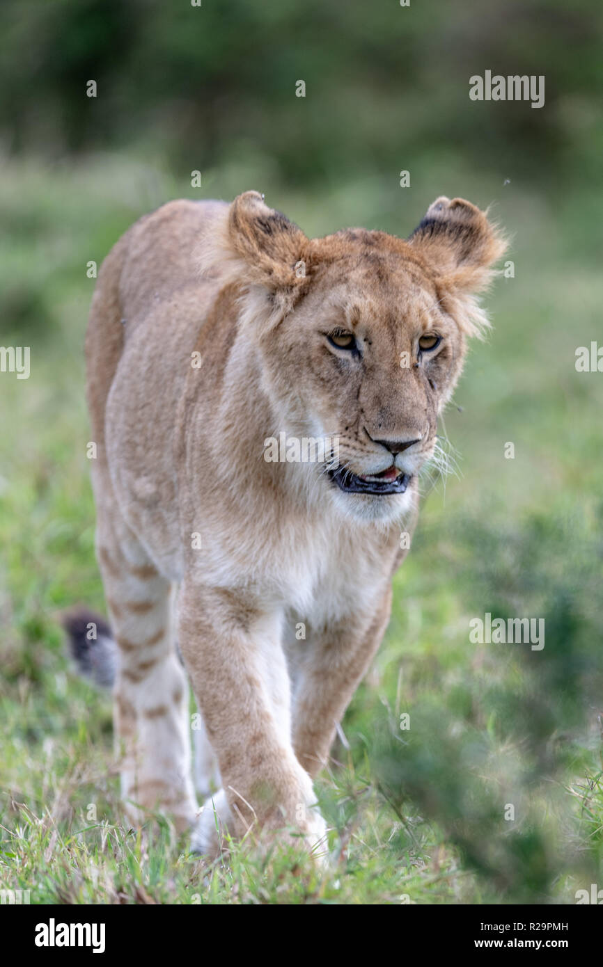 La inmadurez de cachorro de león (Panthera leo) de Kenia, África oriental Foto de stock
