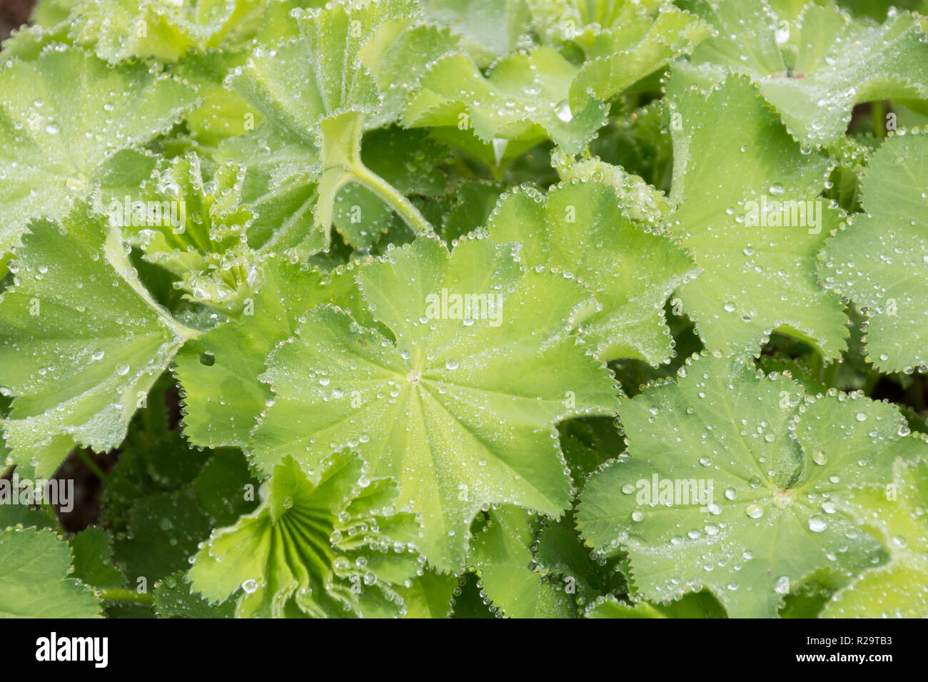 Alchemilla Mollis / Señoras manto planta con gotas de agua en las hojas  Fotografía de stock - Alamy