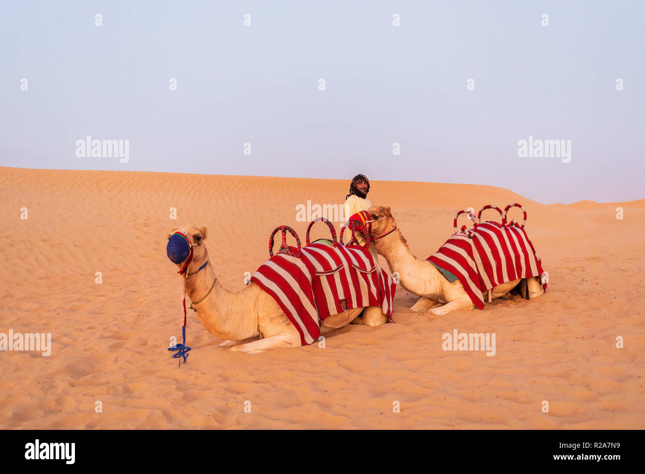 DUBAI, EMIRATOS ÁRABES UNIDOS - Noviembre 09, 2018: La caravana de camellos con árabe hombres esperando turistas para pasear por las dunas de arena en el desierto de Dubai. Foto de stock