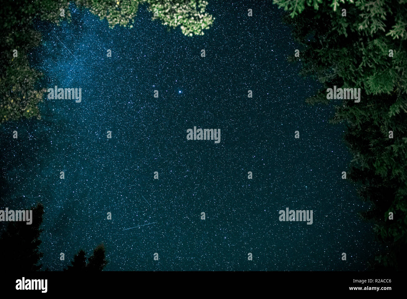 Clara noche estrellada en Kielder abertura entre los árboles del bosque Foto de stock