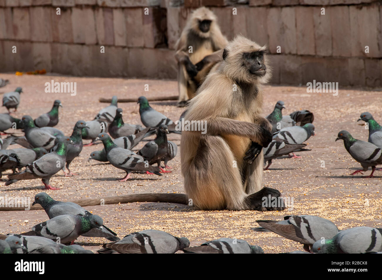 el-macaco-mientras-come-rodeado-de-palomas-del-fuerte-amber-r2bck8.jpg