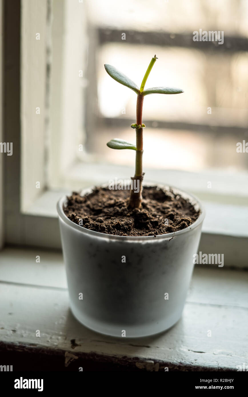 Primer plano vertical de una buena suerte pequeña planta suculenta con hojas verdes que crecen en un recipiente de vidrio con la materia orgánica natural del suelo, en una zona rural,ventana vintage Foto de stock