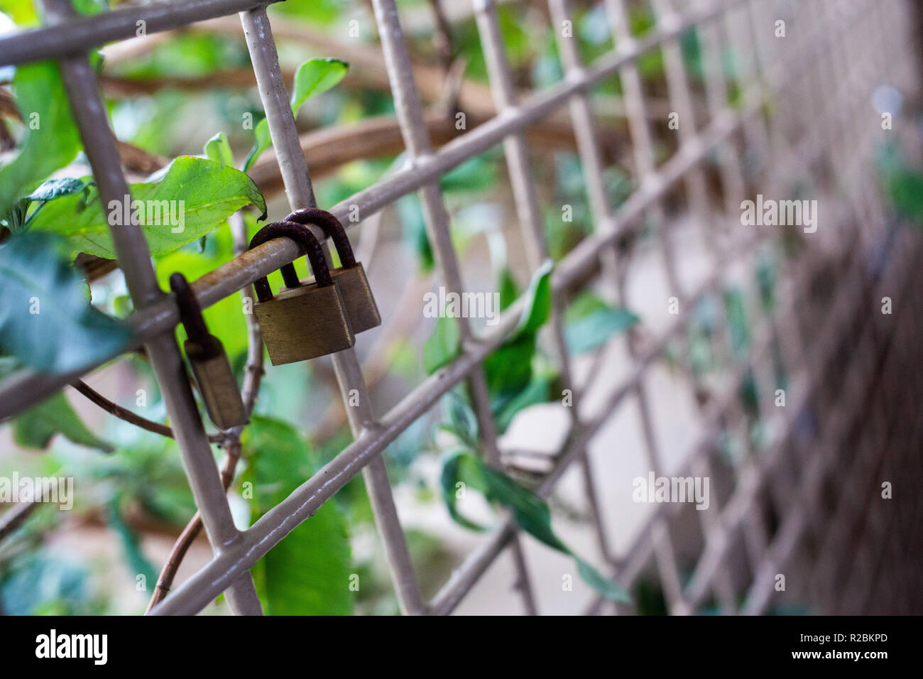 Candados en jaula con hojas verdes y fondo desenfocadas. Foto de stock