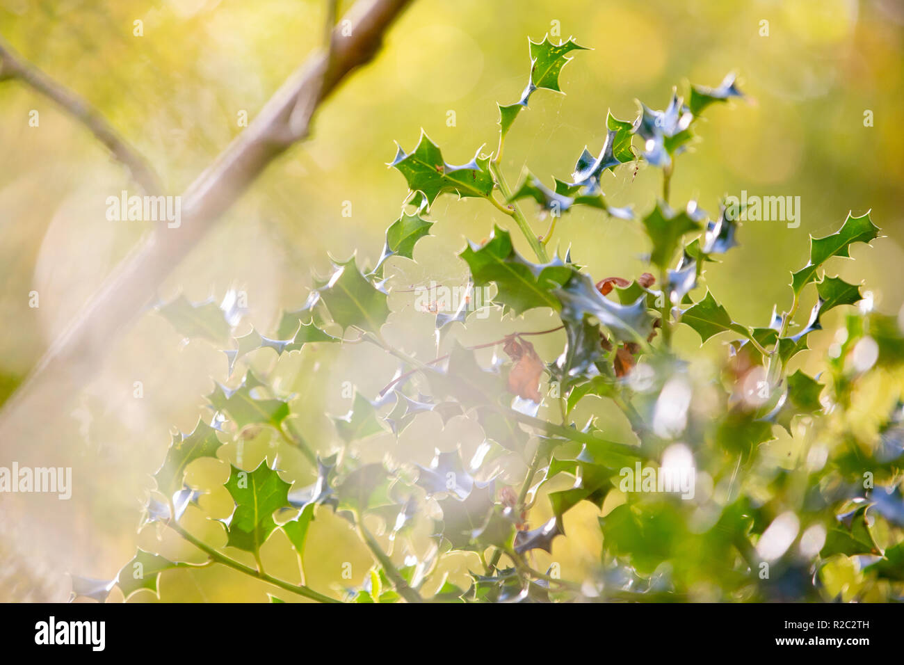 Hojas de acebo en otoño con elementos fuera de foco y destellos de lente Foto de stock