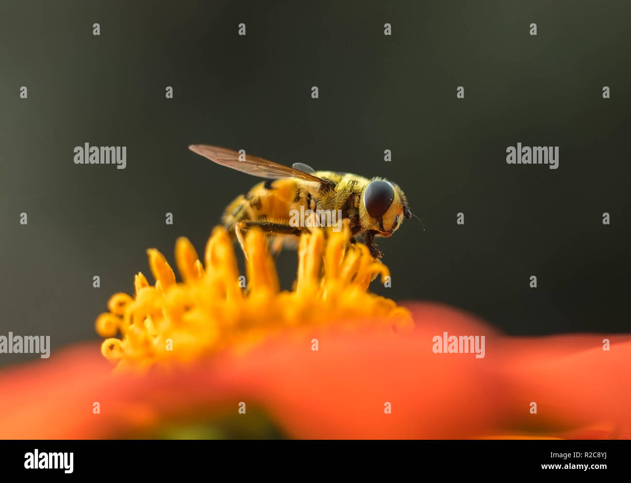 Una mosca activable o Flor volar (Syrphid) polinizando una naranja girasol mexicano (Tithonia rotundifolia). Foto de stock