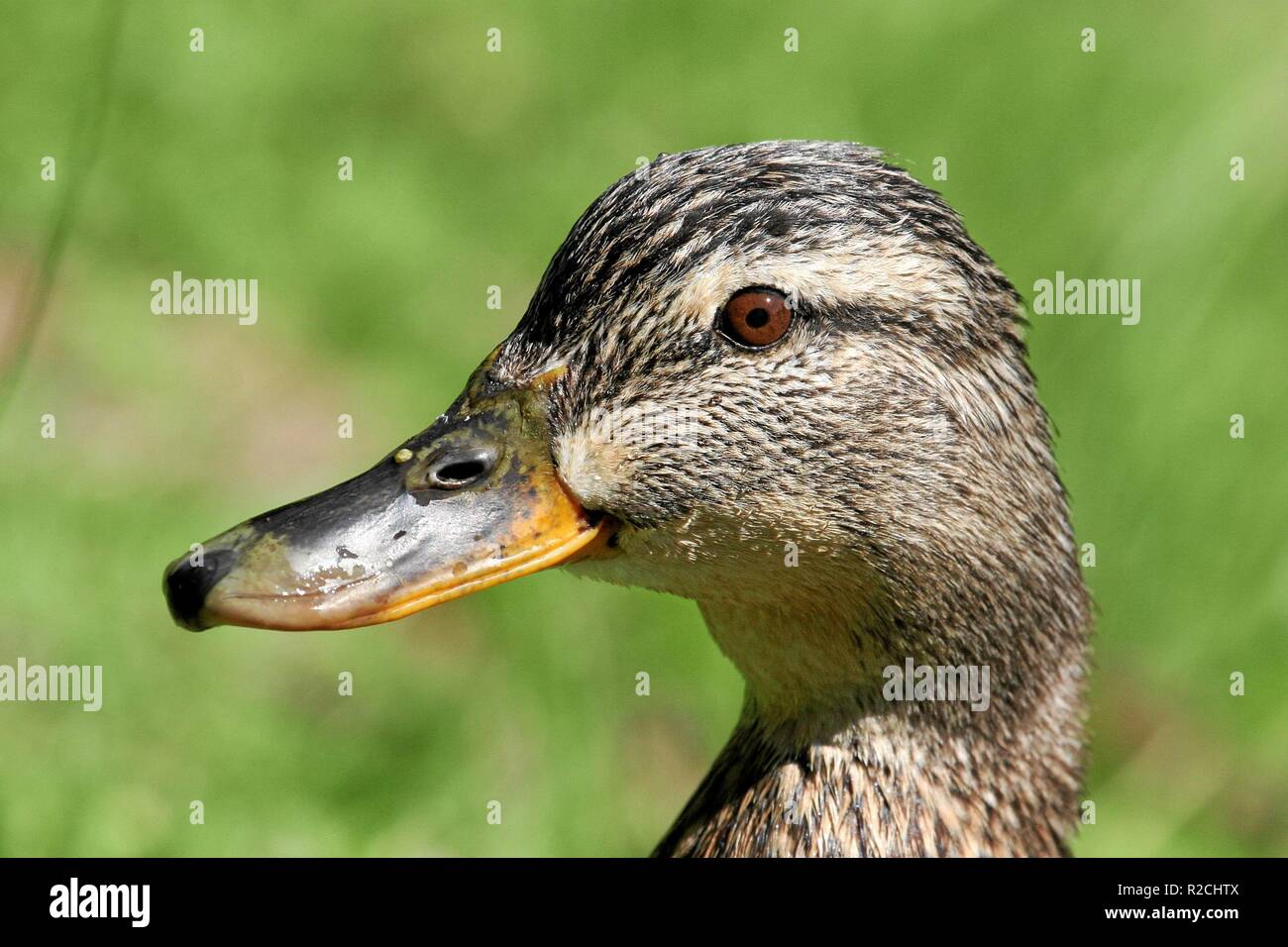 la señora pato Foto de stock