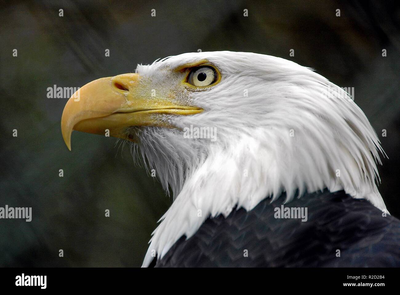 El águila calva ... Foto de stock