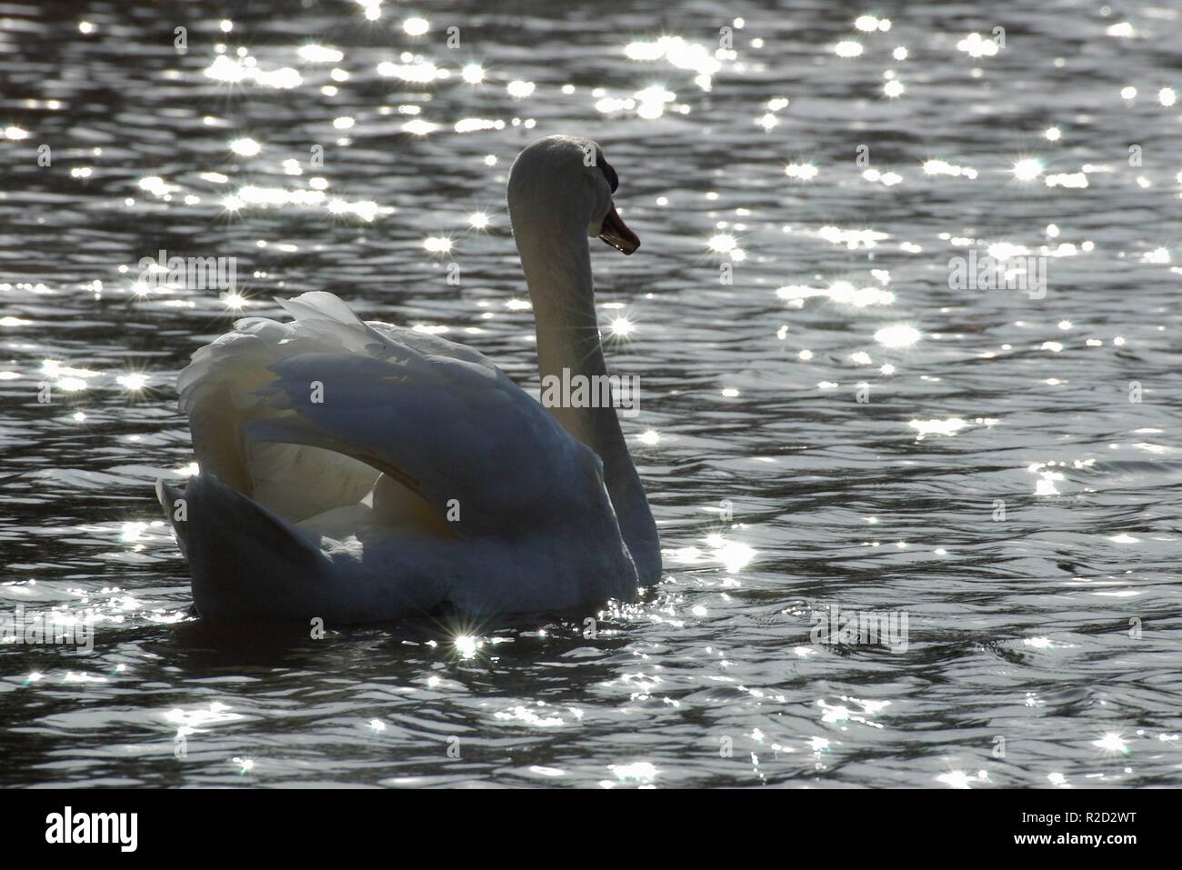 Swan en backlight Foto de stock