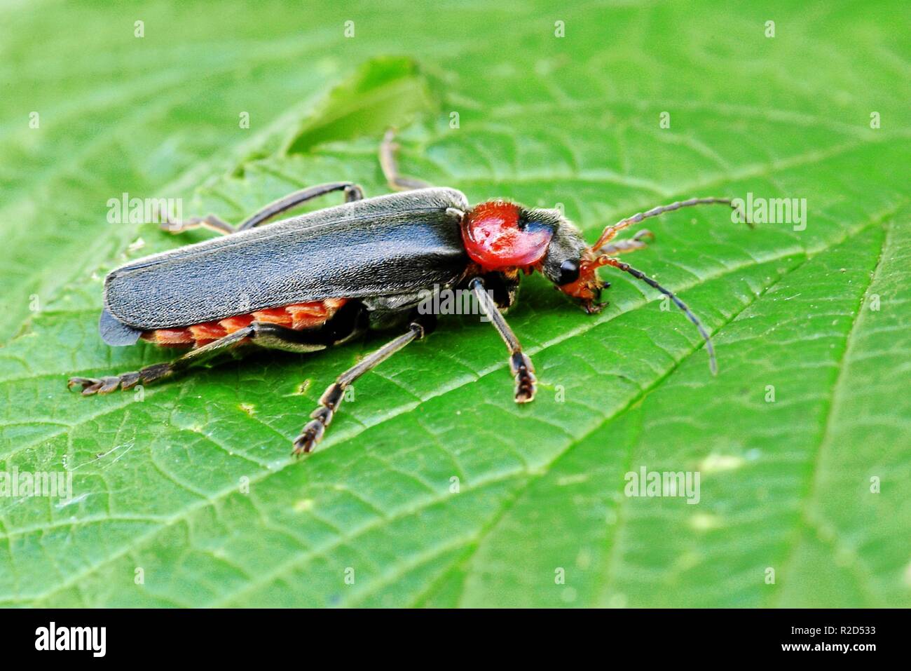 Estoy totalmente solados Foto de stock
