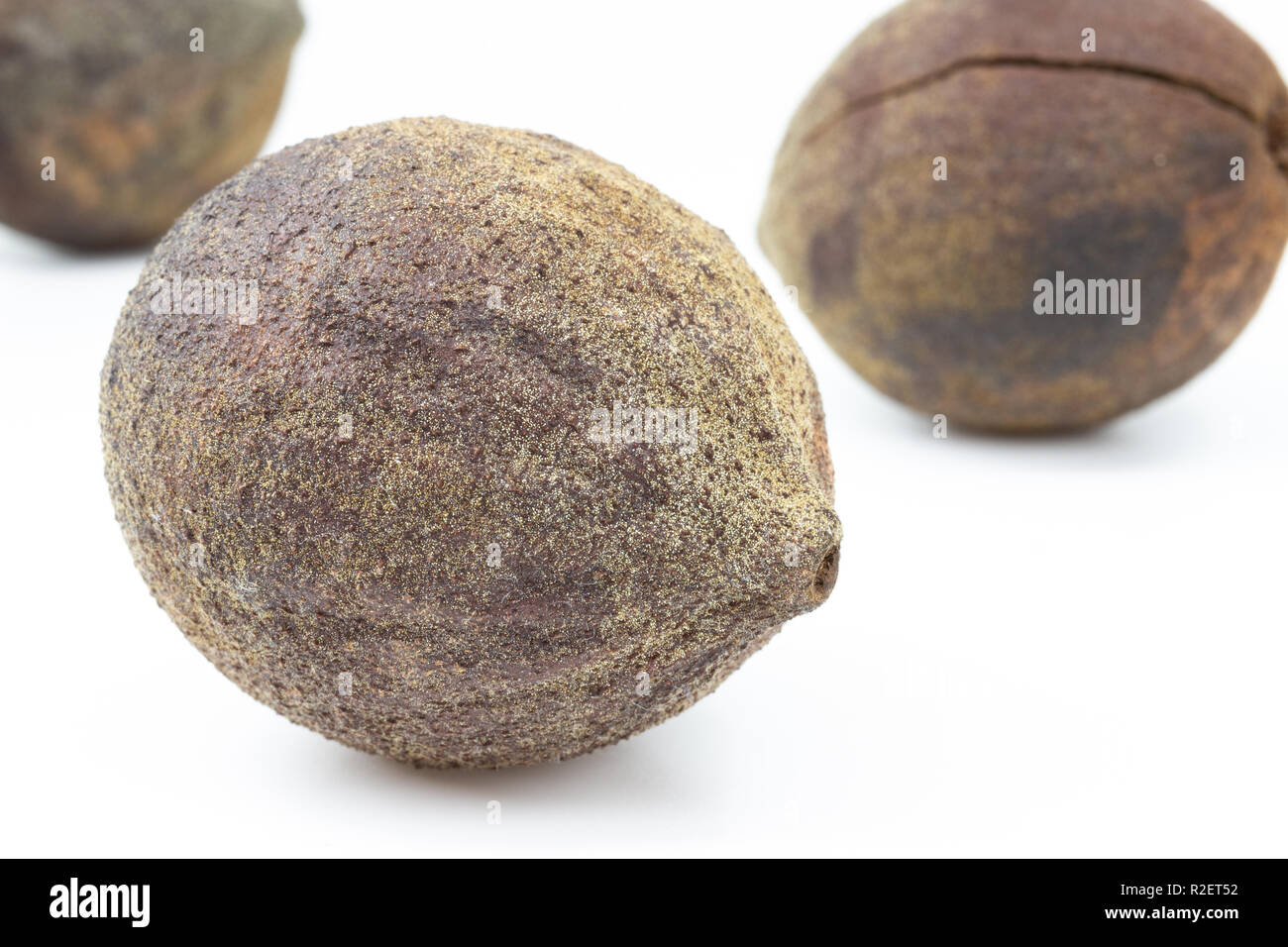 El nogal negro (Juglans nigra) Semilla con cáscara aislado en blanco  Fotografía de stock - Alamy