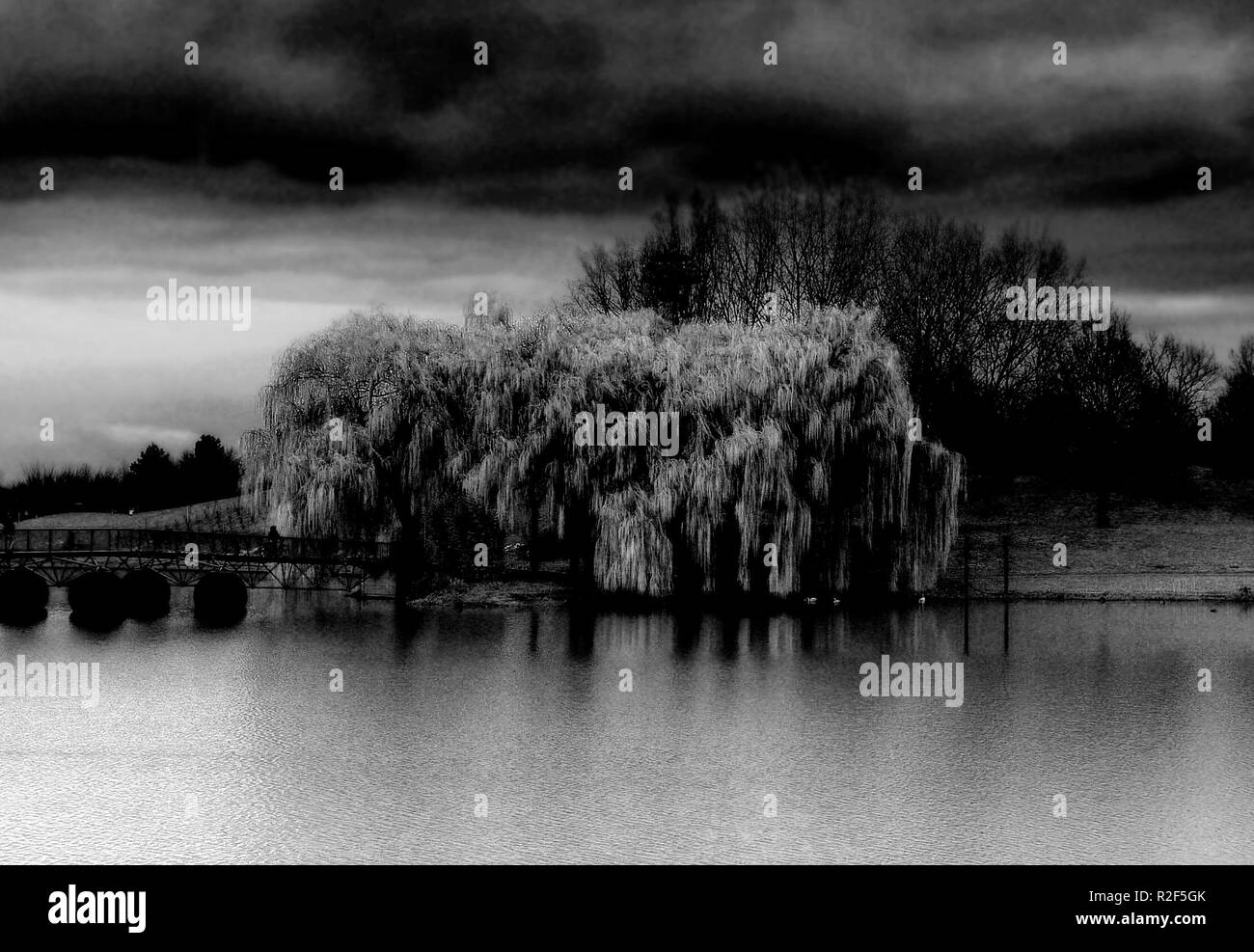 Los sauces llorones Fotografía de stock Alamy