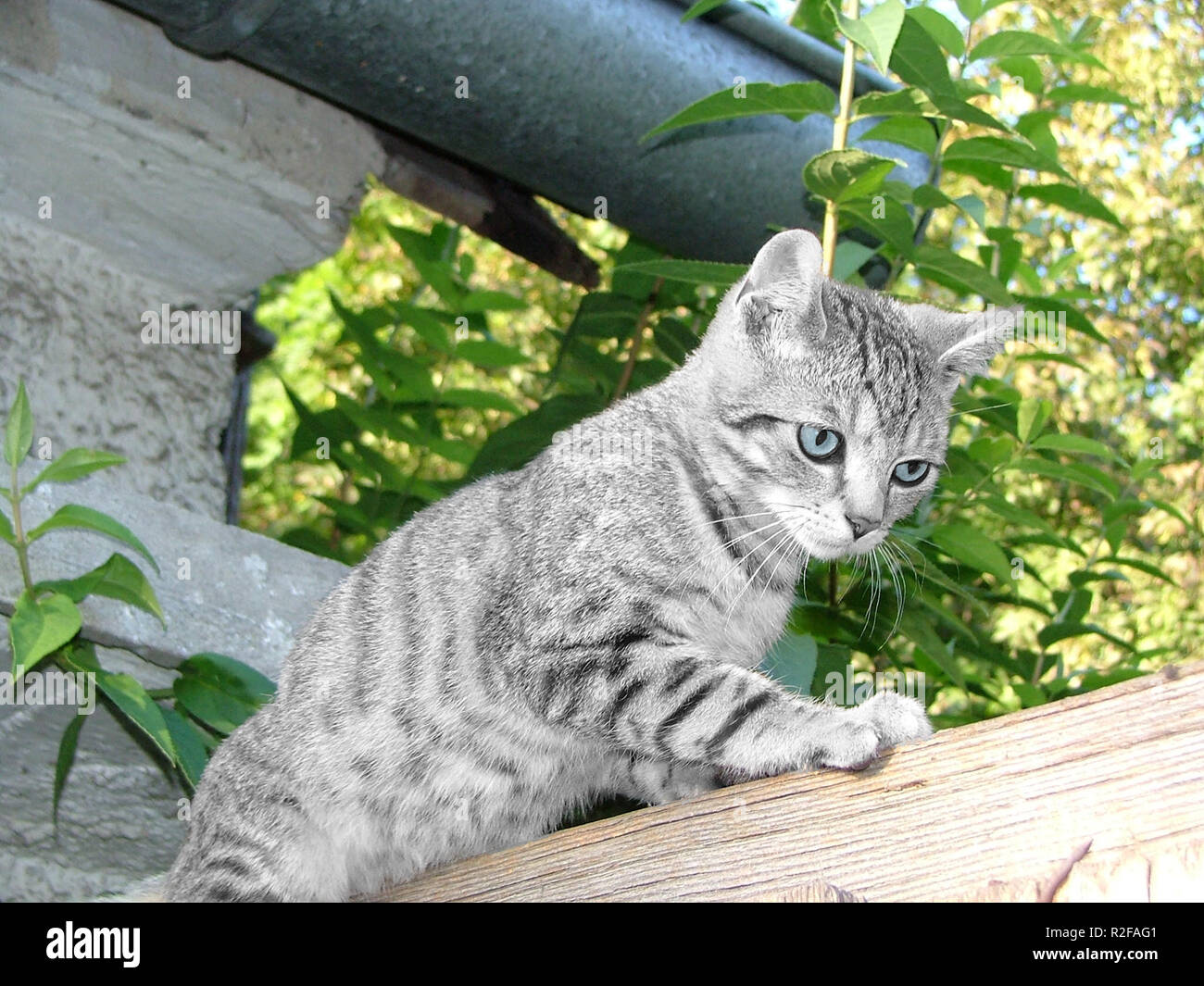 La magia de los gatos Fotografía de stock - Alamy