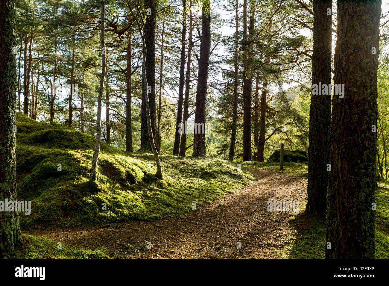 Cerca Drumnacrochit Balmacaan woodlands, Escocia Foto de stock